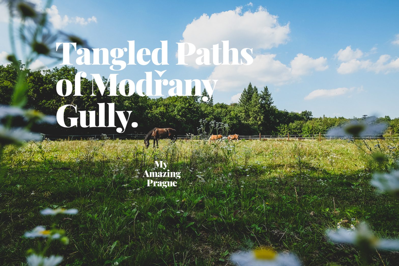 HIKE #12: Tangled paths with wild parts in Modřany Gully nature reserve